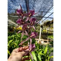 hoa lan vũ nữ nhện nâu