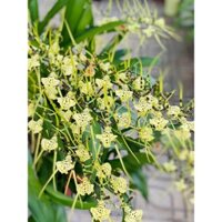 Hoa lan vũ nữ nhện xanh cây trưởng thành chậu phi 12