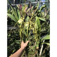 Hoa Lan Vũ nữ NHỆN XANH- chậu trưởng thành