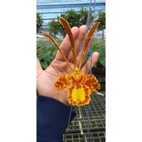 hoa lan vũ nữ tề thiên lá vân đẹp cứng khỏe cây trưởng thành sắp hoa