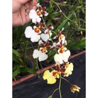 HOA LAN VŨ NỮ TIỂU THẦN TIÊN