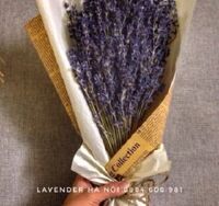 Hoa Lavender LVD02