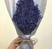Hoa Lavender LVD03