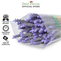Hoa Lavender tươi, hoa oải hương tím (100 cành) Đà Lạt - Hoa tươi cắm trang trí nhà cửa, văn phòng