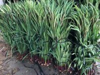 hoa lay ơn Đà Lạt