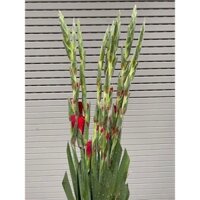 hoa lay ơn đỏ tím 20k 1 bông em ở Hà Nội ship toàn quốc 0936318692