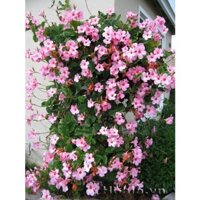 Hoa leo HỒNG ANH màu HỒNG SEN -chậu cây đang hoa, đang vươn leo khỏe