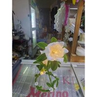 Hoa Linh Dan Có Đèn Kẽm Nhung