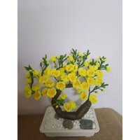 Hoa mai bonsai kẽm nhung