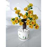 Hoa mai vàng kẽm nhung