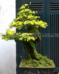 Hoa Mai Vàng trên Gốc cổ Thụ - Mã: HPL 01