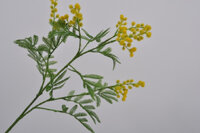Hoa Mimosa Màu Vàng 87Cm