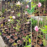 HOA MỘC LAN DỊP TẾT