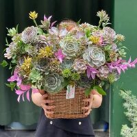 Hoa Mừng 20 10-Lãng Hoa Sen Đá Tươi Dai Bền Lâu