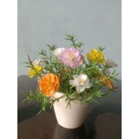 Hoa mười giờ Đất Sét.