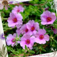 Hoa Mười Giờ Sam Giọt Nước Giống Mới Tuyệt Đẹp Hoa Nhiều Dầy Đặc Hoa Mười Giờ Bonsai &amp; Phụ Kiện - 200g màu hồng