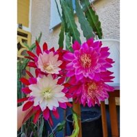 Hoa Nhật Quỳnh. COMBO 3 LÁ ĐÃ ƯƠM. 3 MÀU