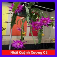 HOA NHẬT QUỲNH XƯƠNG CÁ BÔNG SIÊU TO GIỐNG MỚI - Hoa thơm nở quanh năm