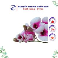 Hoa Phong Lan Cây Giống Lan Denro Thái Lan Yaya Mini Chậu Size Nhỏ Hoa Quanh Năm Denro Yaya Nhạt NTVL03