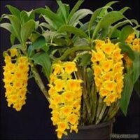 Hoa phong lan - kiều dẹt (khóm 3 cây,cao 35cm, bộ rễ khỏe)+ 700g phân thỏ hữu cơ ( HÀNG F1 SIN NHÉ CÁC BÁC)