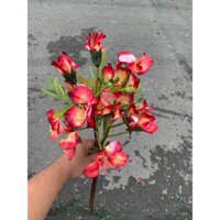 hoa phượng giả