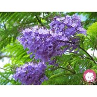 hoa phượng tím chùm ớt đà lạt- hàng gửi đi nguyên bầu giống