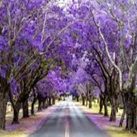 hoa phượng tím chùm ớt đà lạt- hàng gửi đi nguyên bầu giống