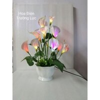 Hoa rum 15 bông trang trí phòng khách, bàn học. Hoa rum gắn đèn. Hoa Điện Trường Lực