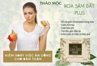 hoa sâm đất plus