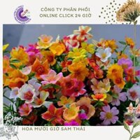 Hoa Sam Thái Nhiều Màu Hoa To Đẹp Cành Giống Hoa Mười Giờ Sam Theo Cân Hoa Mười Giờ Bonsai &amp; Phụ Kiện - 200g màu 87