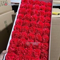 Hoa Sáp Cẩm Chướng, Hoa Phăng Sỉ Hộp