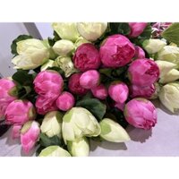 Hoa Sen Giả( sen quan âm) dùng cắm bình .cắm bàn thờ .trang trí nhà cửa