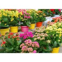 HOA SỐNG ĐỜI CÁNH KÉP- chậu đang hoa, size to, có đủ màu