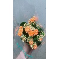 Hoa Sống Đời (được yêu cầu màu)