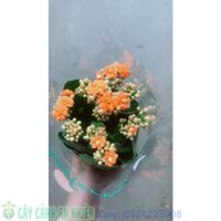 Hoa Sống Đời (được yêu cầu màu)