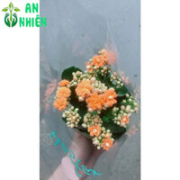 Hoa Sống Đời (được yêu cầu màu)