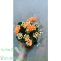 Hoa Sống Đời (được yêu cầu màu)