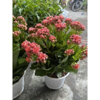 Hoa Sống Đời Thái(đỏ,hồng,cam,vàng)