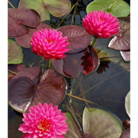 Hoa Súng Thái Lan Malikan ( Cây đang hoa )