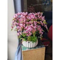 [HOA TẾT] Chậu lan tiểu hồ điệp giống thật 99% cực đẹp ĐẢM BẢO Y HÌNH