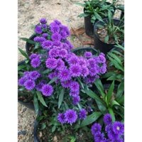 hoa Thạch Thảo Kép giống mới (combo 500 Cây)