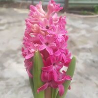 Hoa tiên ông