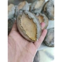 HOẢ TỐC - 1KG BÀO NGƯ HÀN QUỐC ĐỦ SIZE THÙNG XANH - SHOP KELLY YE