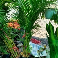 (Hỏa Tốc) Bụi Cây Cau Kiểng (1.7)m