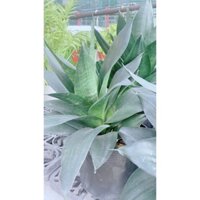 (Hỏa Tốc) Bụi Cây Lưỡi Hổ