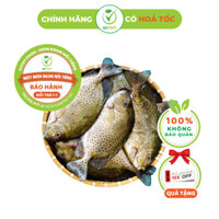 [HỎA TỐC] Cá Dìa Biển Tươi Quảng Ninh VITOT Thơm Ngon