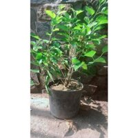 (Hỏa Tốc) Cây Dâu Tằm