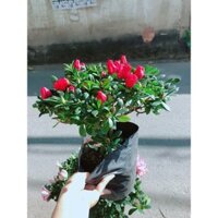 Hỏa Tốc Cây Đỗ Quyên Hồng 30-40cm