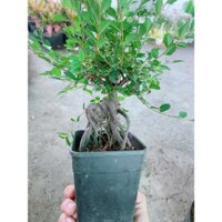 (Hỏa Tốc) Cây Du Bonsai Để Bàn