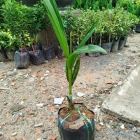 (Hỏa Tốc) Cây Dừa Siêm Lùn ( hàng đẹp .cho siêu trái)